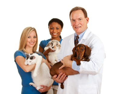 Pet Behaviorist &#8211; Dog Behaviorist Help, Planet Urine