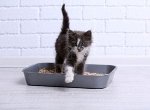Litter box training - removing cat urine stains from hardwood floors
