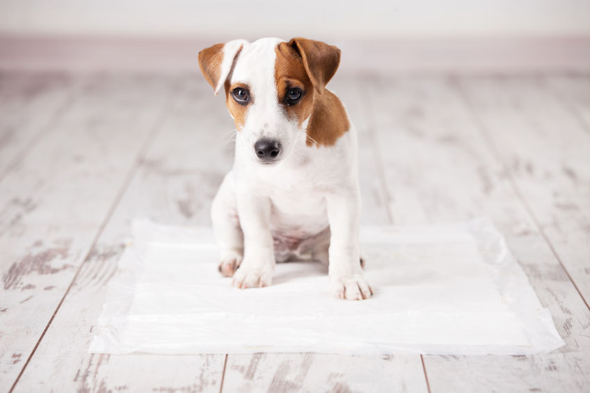 Helpful and Essential Tips for Potty Training Your New Puppy