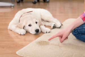 use urine out products to get rid of pet urine