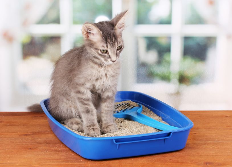 Quarantine Kitten Creating A Mess Around Your House? Here’s What to Do
