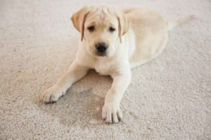 do on carpet with urine