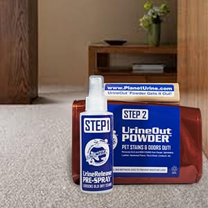 remove cat urine from carpet