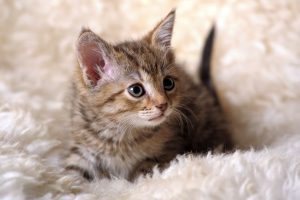 remove cat urine from carpet
