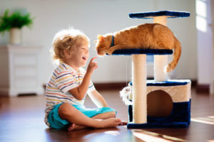 remove cat urine from carpet