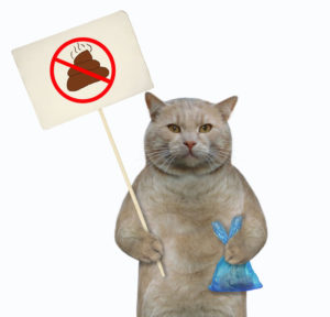 remove cat urine from carpet