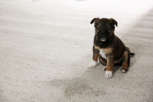 remove pet urine from carpet