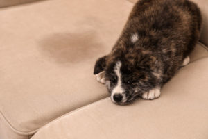 dog diapers