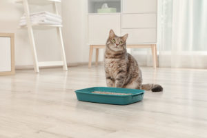 cat diapers
