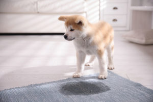 pet diapers help avoid inside pet messes