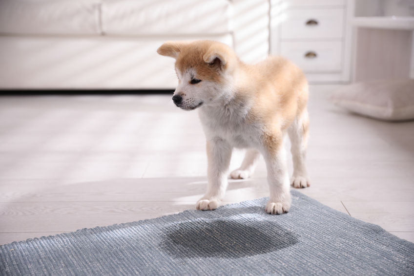Your Dog Peeing on the Carpet May Indicate an Aging Pet