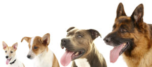 dog diapers