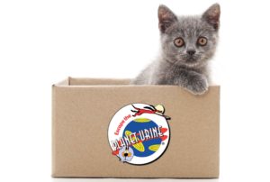 cat urine wood floors