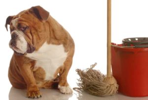 dog sitting by a mop