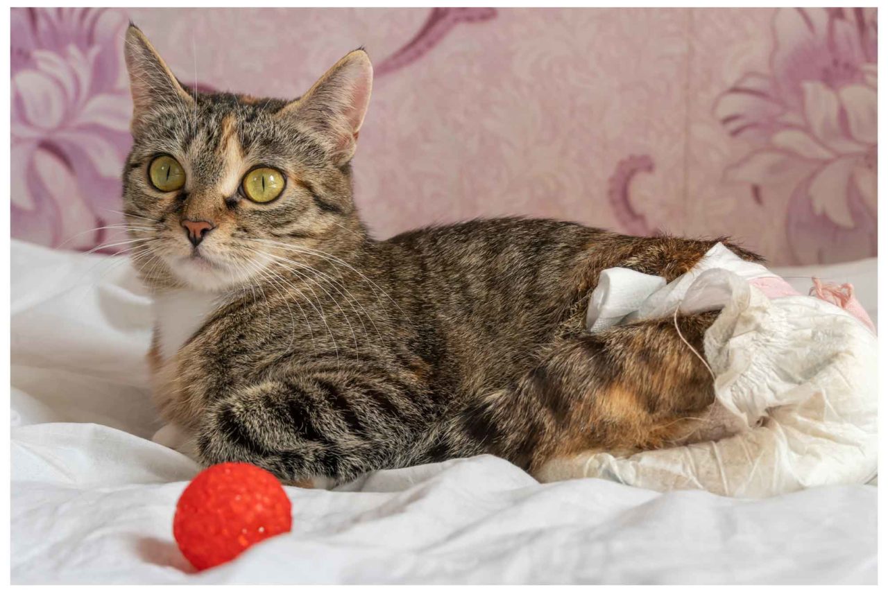 Cat Diapers Disposable Cat Diapers Urine