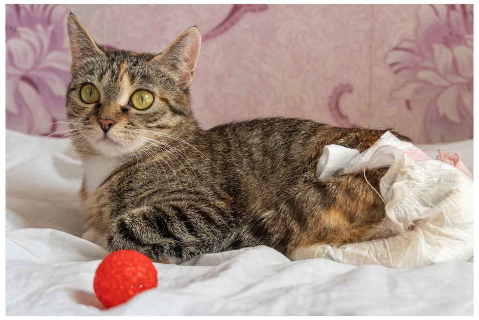 Cat Diapers Disposable Cat Diapers Urine