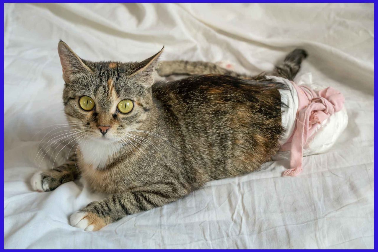 Cat Diapers Disposable Cat Diapers Urine