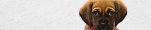 dog diapers for small dogs