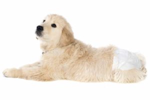 do with diapers on white floor