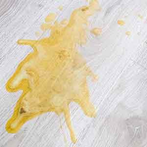 Get Human Urine Out of Carpet, Hardwood, Upholstery